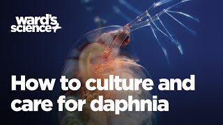 Caring and Culturing for Daphnia [upl. by Therron]