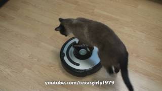 Cat shows HOW TO use iRobot Roomba Vacuum [upl. by Neltiac]