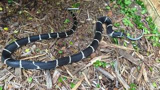 Eastern Kingsnake eating a Eastern Ratsnake or Black Racer [upl. by Ycniuqed408]