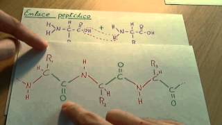 Aminoácidos  Biología proteinas [upl. by Delaney]