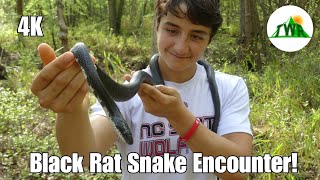 The Black Rat Snake Everything You Need To Know 4K [upl. by Malva]