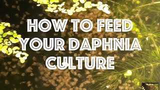 How To Feed Your Daphnia Culture [upl. by Aubarta]