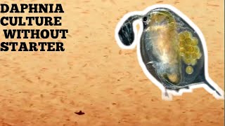 HOW TO CULTURE DAPHNIA NATURALLY WITHOUT A STARTER [upl. by Urbannal]