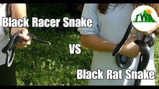 Black Rat Snake vs Black Racer Snake Whats the difference [upl. by Ellebyam667]