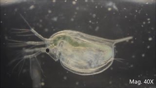 Daphnia magna under the Microscope [upl. by Martyn640]