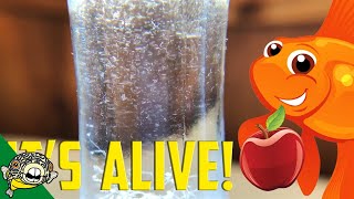 How to culture Vinegar Eels The EASY Way Live Fish Food [upl. by Maiah]