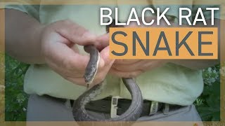 Black Rat Snake [upl. by Peregrine]