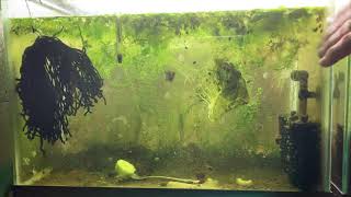 Scuds Daphnia Cherry Shrimp Copepods My aquatic food culture [upl. by Zia138]