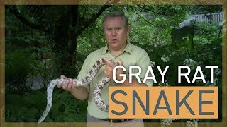 Gray Rat Snake [upl. by Nylcsoj]