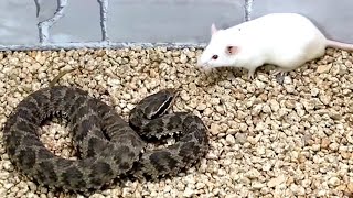 Snake attack rat Snake venom experiment [upl. by Verne]