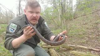 Black Rat Snakes [upl. by Calvin938]