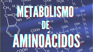 Metabolismo de aminoácidos [upl. by Aikemot919]