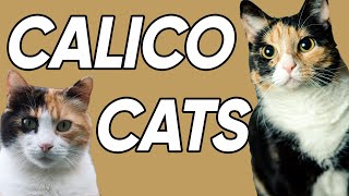 3 Fun and Fascinating Facts About Calicos [upl. by Adnar424]