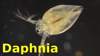 Daphnia [upl. by Gadmon363]