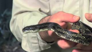 Black Rat Snake  Indiana DNR [upl. by Irollam]