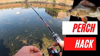 How to catch Perch  The EASY way [upl. by Atir441]