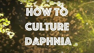 How To Culture Daphnia Magna [upl. by Odlanra]