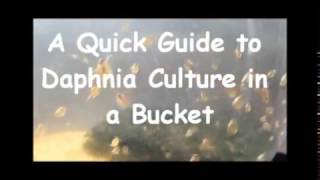 How to culture daphnia outside [upl. by Thant]