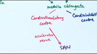 cardiovascular system Intrinsic Conduction System [upl. by Cheshire854]