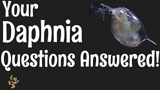 Daphnia Questions Answered [upl. by Nnylhtak]