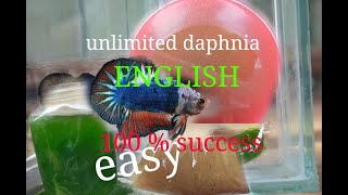 daphnia moina culture Easy way Unlimited production English  with sub Green water Chlorella [upl. by Carie]