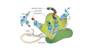 Proteínas  BIOQUÍMICA Estructuras proteicas y aminoácidos [upl. by Naejeillib]