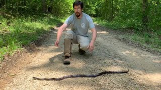 Is the Black Rat Snake Aggressive [upl. by Lerret]