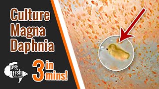 How to culture DAPHNIA MAGNA  The easy way [upl. by Wilkey]