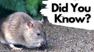 Things you need to know about BROWN RATS [upl. by Riccardo832]