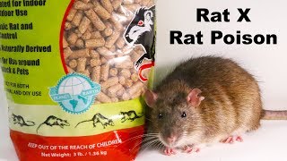 Why Rat X Is The Only Rat Poison I Will Ever Use  Safe amp Effective  Mousetrap Monday [upl. by Aggappera222]