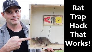 A Rat Trap Hack That Works How To Catch MORE Rats amp Mice  Mousetrap Monday [upl. by Ainehta]