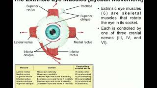 Autonomic innervation of the heart [upl. by Abdul657]