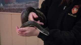 Black Rat Snakes [upl. by Dace31]