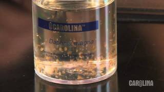 How to Care for Daphnia [upl. by Ardle]