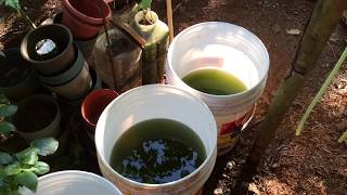 How to grow Green Water Algae [upl. by Juline]