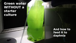 Green Water WITHOUT a Starter Culture  From Scratch  How To [upl. by Sillihp]