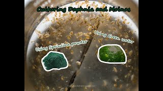 How To Culture Daphnia and Moinas using Green Water Spirulina powder [upl. by Ginni]