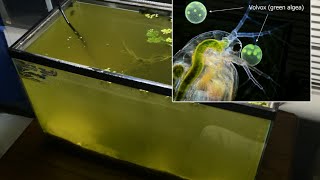 Raising Daphnia for the Freshwater Aquarium [upl. by Llertnauq]