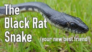 The Black Rat Snake Mans Best Friend [upl. by Estren635]