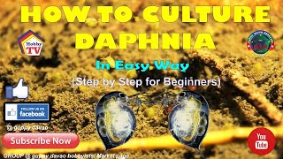 HOW TO CULTURE DAPHNIA In Easy Way [upl. by Ilac]